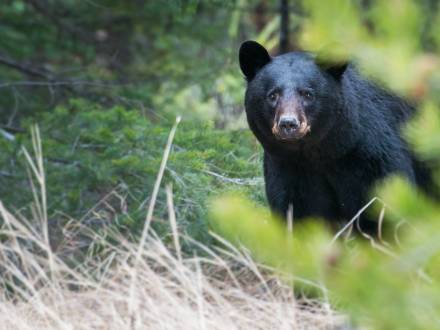 A black bear looks to the camera while wandering the forest in Big Bear Lake, CA.