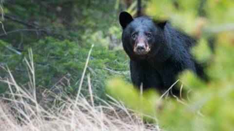 A black bear looks to the camera while wandering the forest in Big Bear Lake, CA.
