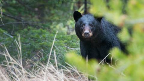 A black bear looks to the camera while wandering the forest in Big Bear Lake, CA.