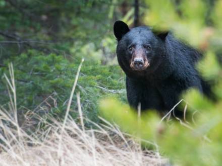 A black bear looks to the camera while wandering the forest in Big Bear Lake, CA.
