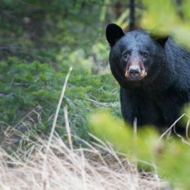 A black bear looks to the camera while wandering the forest in Big Bear Lake, CA.