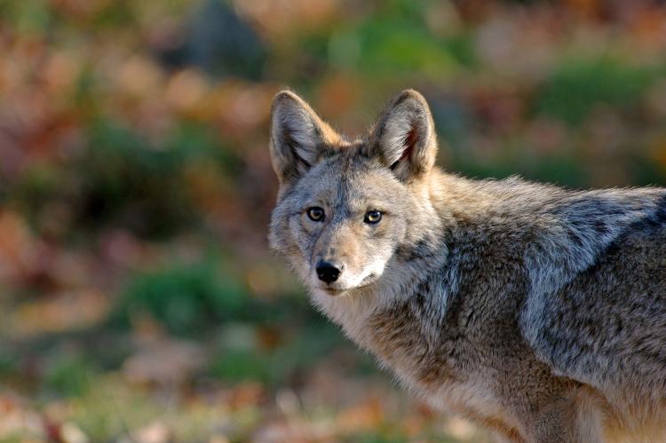 A coyote in the wild looks towards the camera.