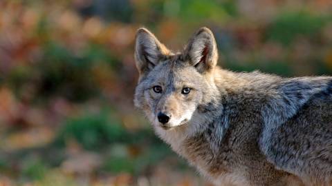 A coyote in the wild looks towards the camera.