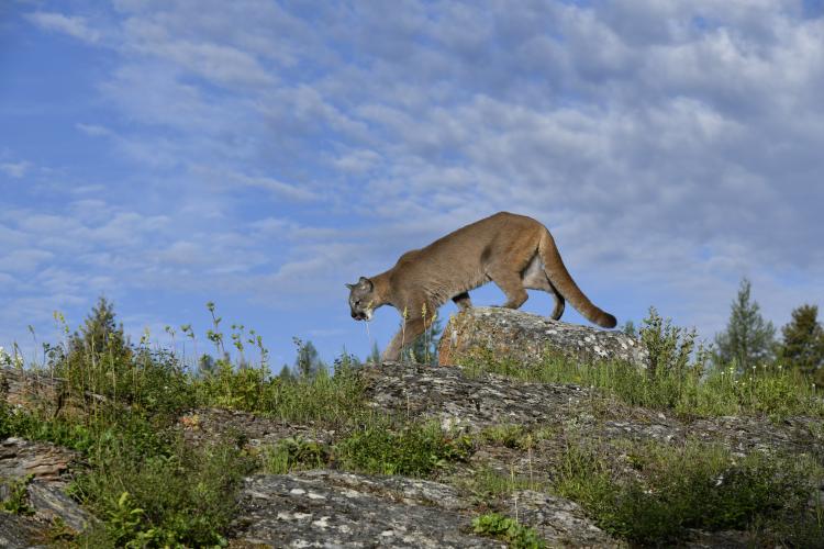 A mountain lion prowls the mountain landscape.