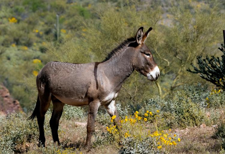 A brown and gray burro stands in a mountain landscape. Yellow flowers are seen in the foreground.