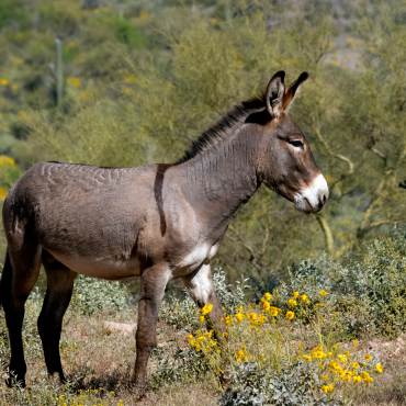 A brown and gray burro stands in a mountain landscape. Yellow flowers are seen in the foreground.