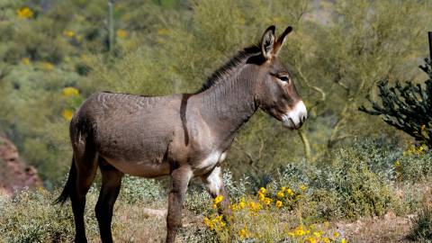 A brown and gray burro stands in a mountain landscape. Yellow flowers are seen in the foreground.