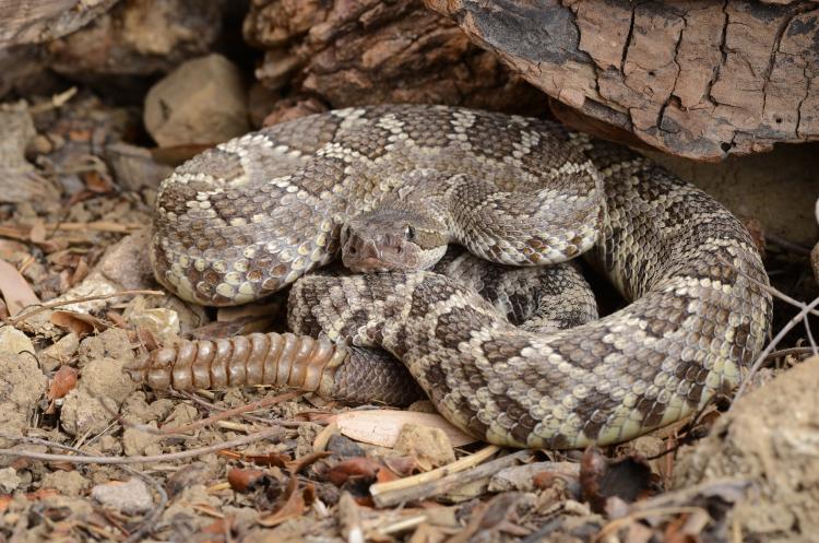 A rattlesnake sits coiled under a log along a wooded trail.