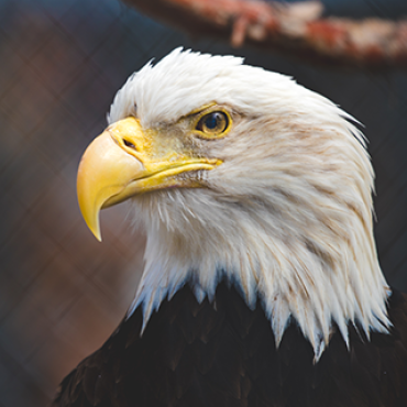 A close-up headshot of a bald eagle in residence at the Big Bear Alpine Zoo. The bird is black & white with a yellow beak
