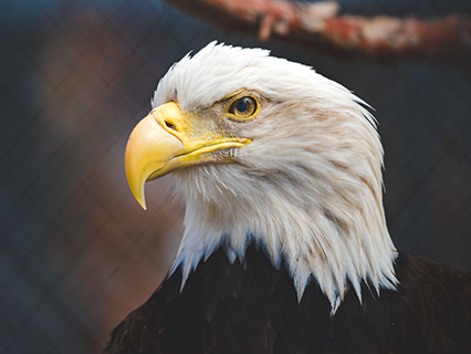 A close-up headshot of a bald eagle in residence at the Big Bear Alpine Zoo. The bird is black & white with a yellow beak
