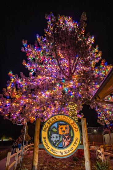 A photo of the giant pine tree at the Big Bear Alpine Zoo sign during Alpine Zoo Wild Lights - the tree is covered in lights.