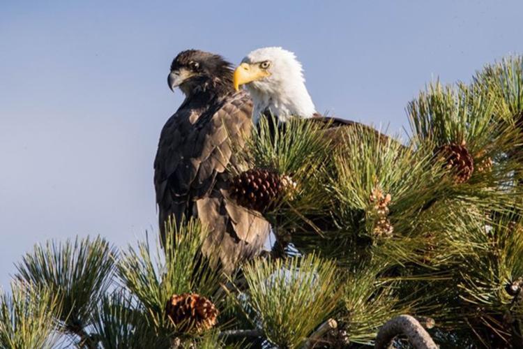 Big Bear's Eagles - the adult eagle is on a branch next to an eaglet, both looking out into the distance out of view.
