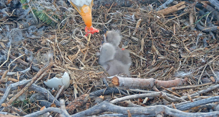 A photo of the Big Bear Lake Eagle Nest taken in 2026 - there are two newly hatched eaglets being fed by Jackie or Shadow.
