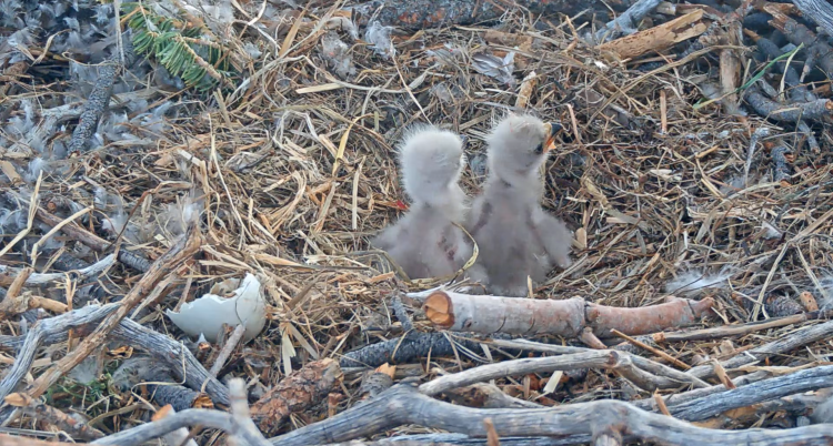 A photo of the Big Bear Lake Eagle Nest taken in 2026 - there are two newly hatched eaglets sitting side by side in the nest.