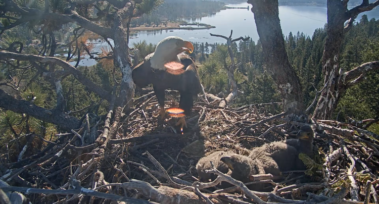 Big Bear Lake Eagle Nest during the 2026 season - the newly named eaglets, Sandy and Luna, are sitting beside each other.