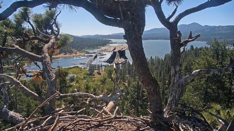 The Big Bear Lake Eagle's Nest 2026 - Luna is seen preparing for his first flight away from the nest on June 29th.