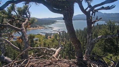 The Big Bear Lake Eagle's Nest 2026 - Luna is seen flying away from the nest with his wings spread out on June 29th.