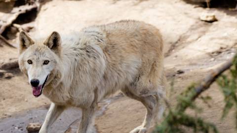 A white wolf stares into the camera from its enclosure at the Big Bear Alpine Zoo.