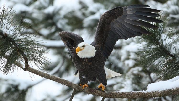 A bald eagle spreads its wings to fly from a snowy tree branch in a green, pine forest. Snow is visible on all the branches.