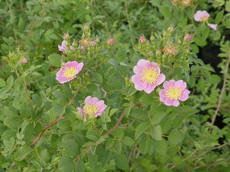 A lively green bush of California's wild flowers with pink wide petaled roses.