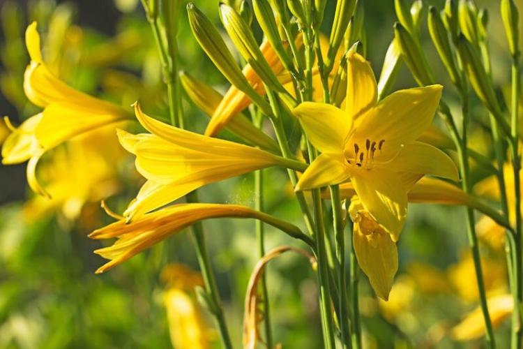 A group of vibrant yellow lemon lilies in Big Bear