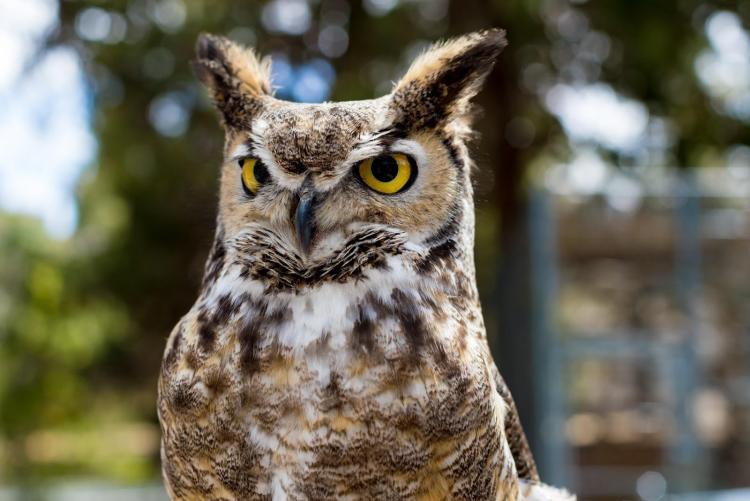 A resident owl at Big Bear Alpine Zoo