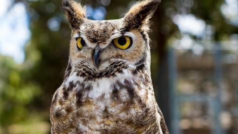 A resident owl at Big Bear Alpine Zoo