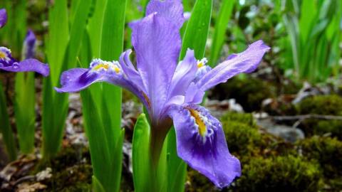 A lavender colored Californian Iris wild flower