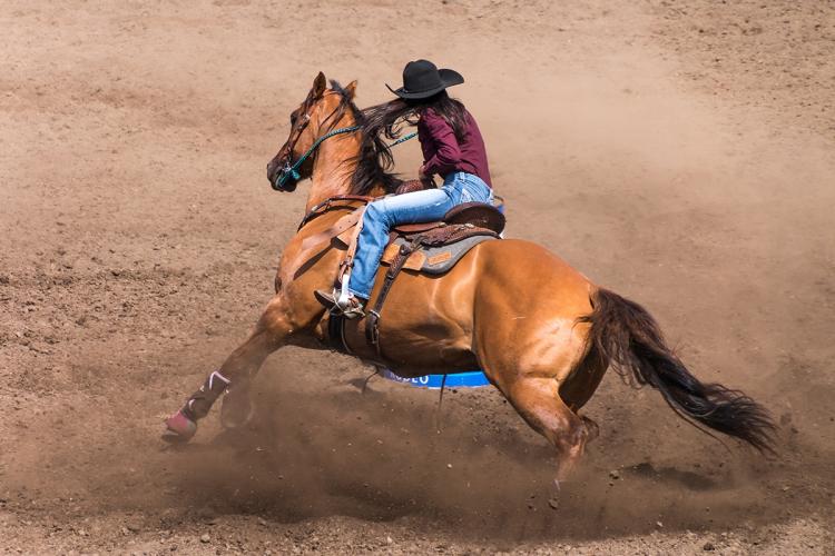 A cowgirl riding a horse's back during a rodeo - she is wearing blue jeans, a burgundy long sleeve shirt and a black hat.