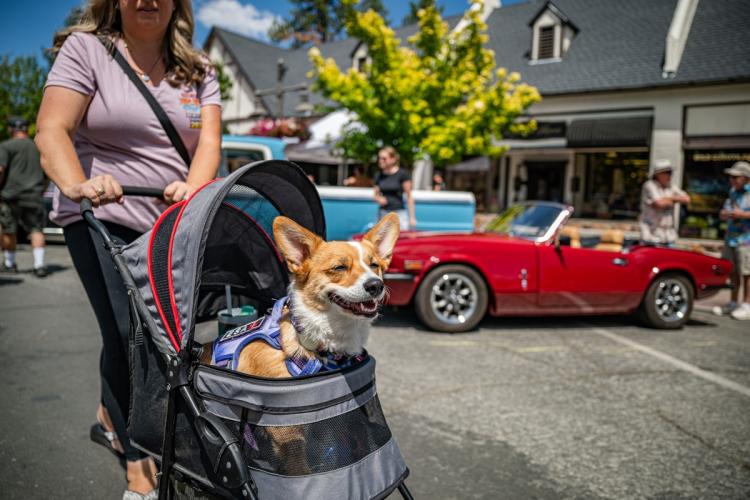 A photo taken during the Big Bear Fun Run showing a Corgi dog in a stroller - there is an antique car in the background.