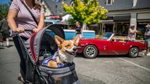A photo taken during the Big Bear Fun Run showing a Corgi dog in a stroller - there is an antique car in the background.