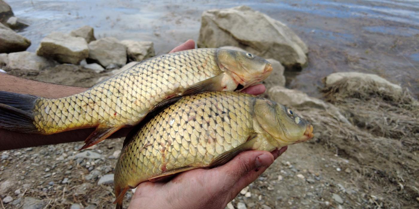 A photo of someone holding two carp in his hands during the Countin' Carp event in Big Bear, the lakeside visible underneath.