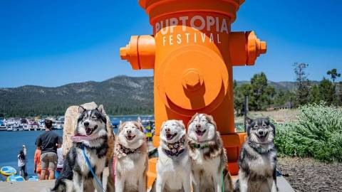 Five huskies pose in front of a giant orange fire hydrant at the Puptopia Festival by Big Bear Lake.