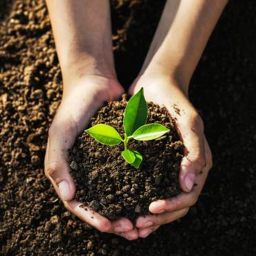 A pair of hands holding a young vibrant green plant sprout planted in the dirt