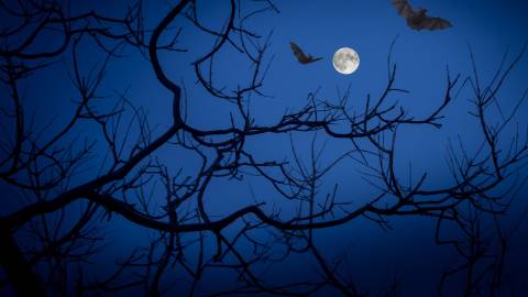 Bats and bare tree branches are silhouetted against a night sky as the full moon shines bright in this Halloween scene.