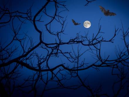 Bats and bare tree branches are silhouetted against a night sky as the full moon shines bright in this Halloween scene.