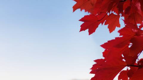 A close-up of red maple leaves during the fall season in Big Bear Lake.