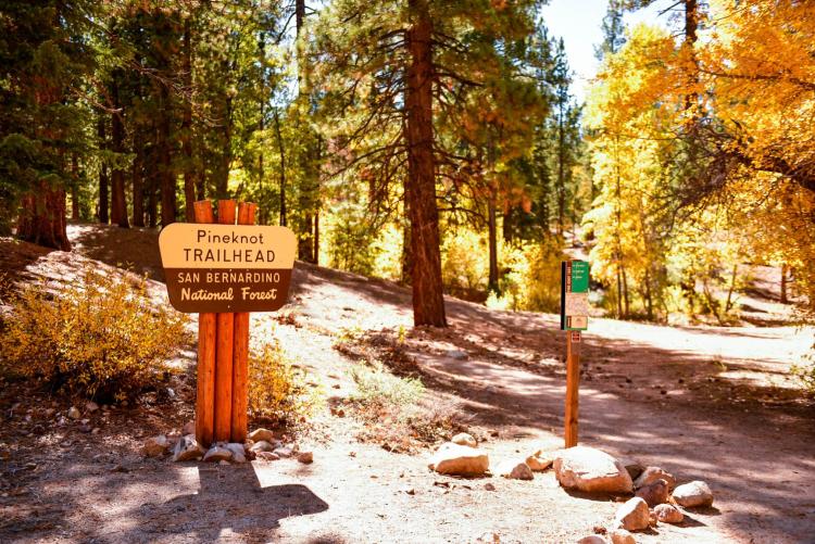 Big Bear's golden fall foliage at the Pineknot Trailhead.