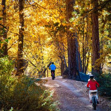 Two cyclists ride away along a dirt road lined with golden oaks in the fall season.