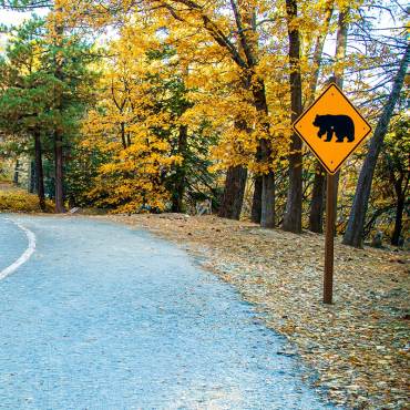 One of Big Bear's roads during the Autumn - the fall colored leaves as well as a road sign with a bear depiction are seen.