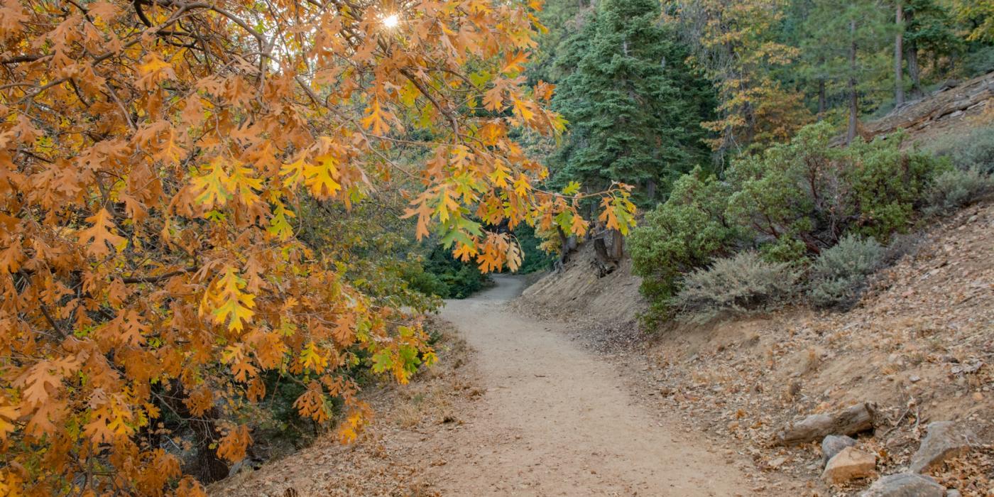 A photo of trees covered with autumn colored leaves along a dirt trail - there are green trees in the background.