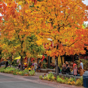 Trees with orange and yellow leaves in Big Bear Lake, CA