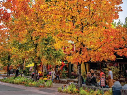 Trees with orange and yellow leaves in Big Bear Lake, CA