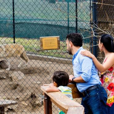 A family observes a wolf in its enclosure at the Big Bear Alpine Zoo in Big Bear CA.
