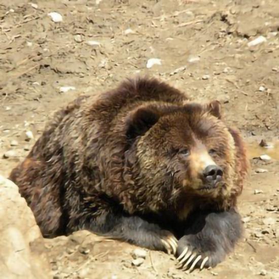 Big Bear Alpine Zoo's resident grizzly bear