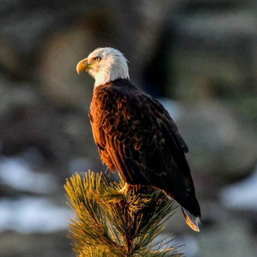 Jackie the Eagle perched on top of a tree - she is looking out into the distance out of view, the sunlight is shining on her.