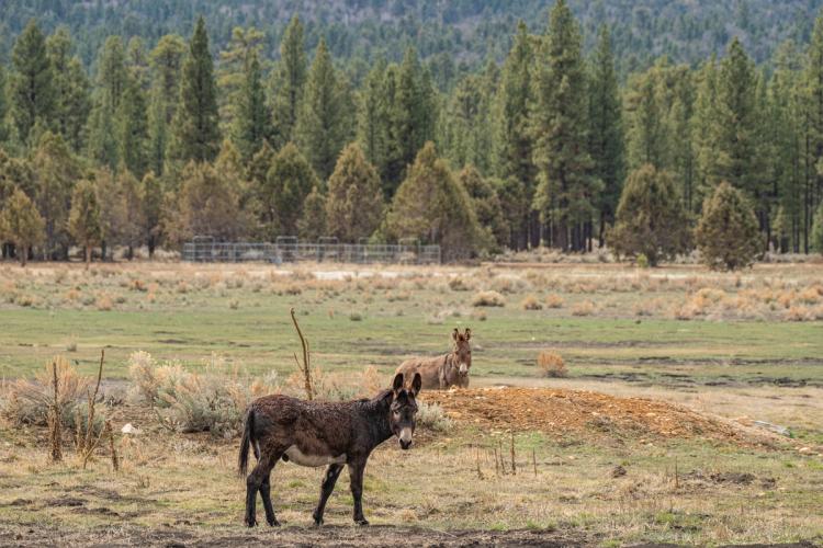 A photo of Big Bear Lake's wild burros - they are walking in a yellowish green grass covered field, facing toward the viewer.