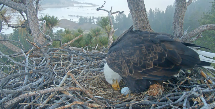 A photo of Jackie the eagle looking at her newly laid egg in January 2026.