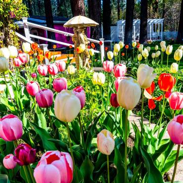 pink, white, and red tulips bloom in the Apples B&B spring garden in Big Bear Lake