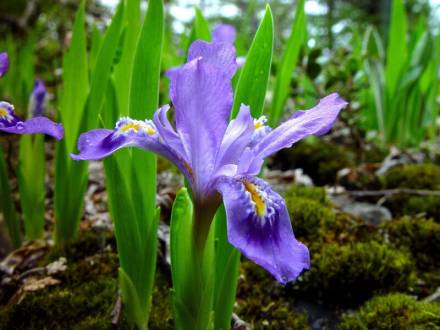 A lavender colored Californian Iris wild flower